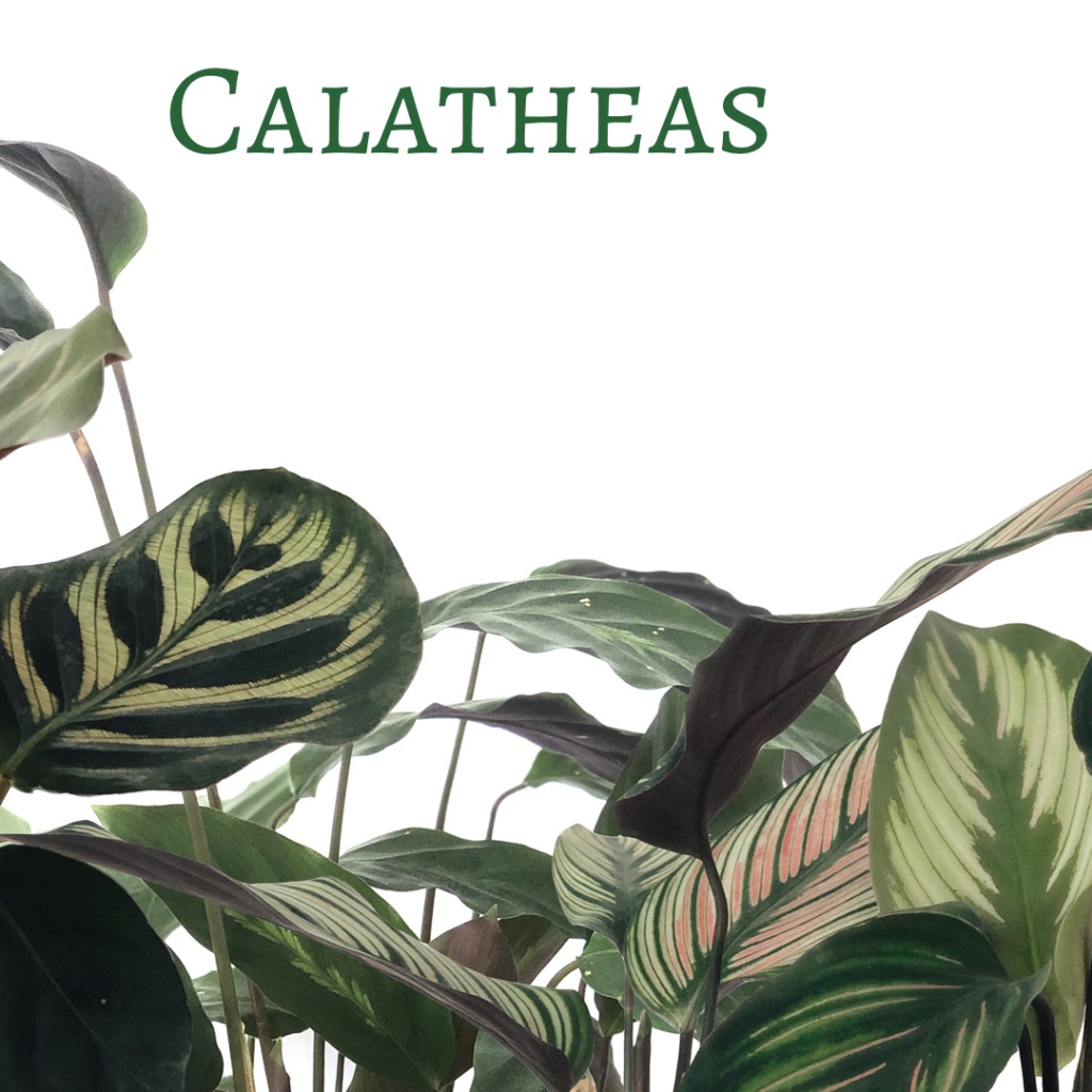 calatheas