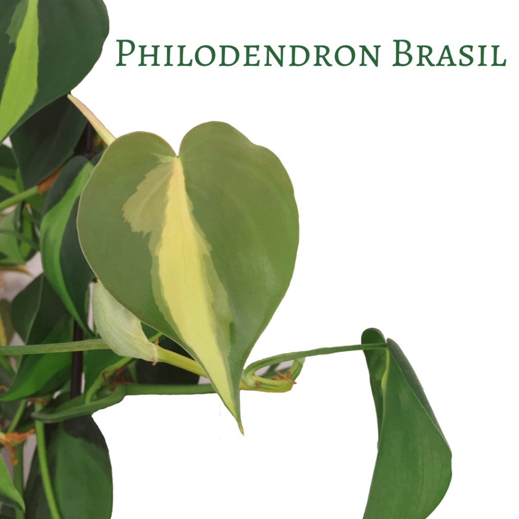 philodendron brasil