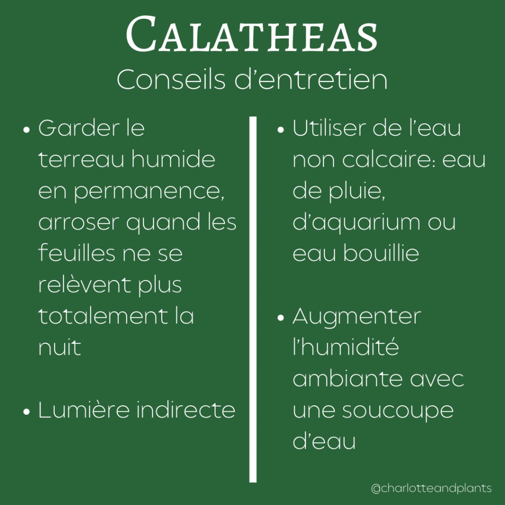 conseils calathea